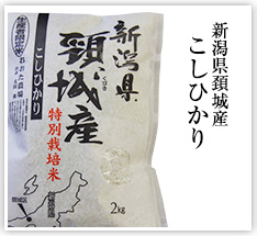 新潟県頚城産こしひかり